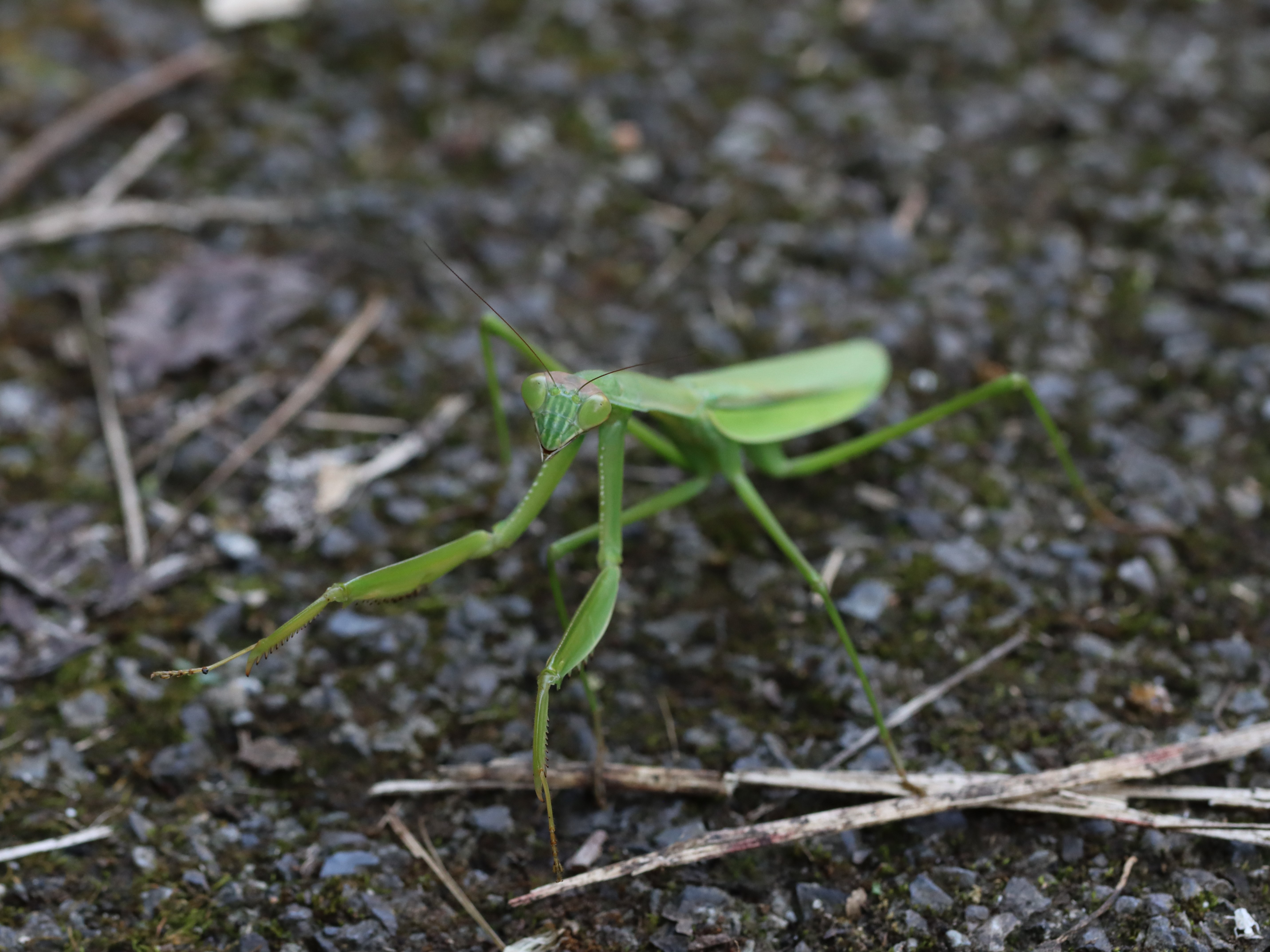 今日のオオカマキリ